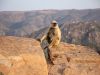 Affe auf dem Tempelberg