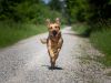 Rennender Hund