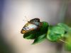 Phoenix, Desert Botanical Garden, Schmetterling