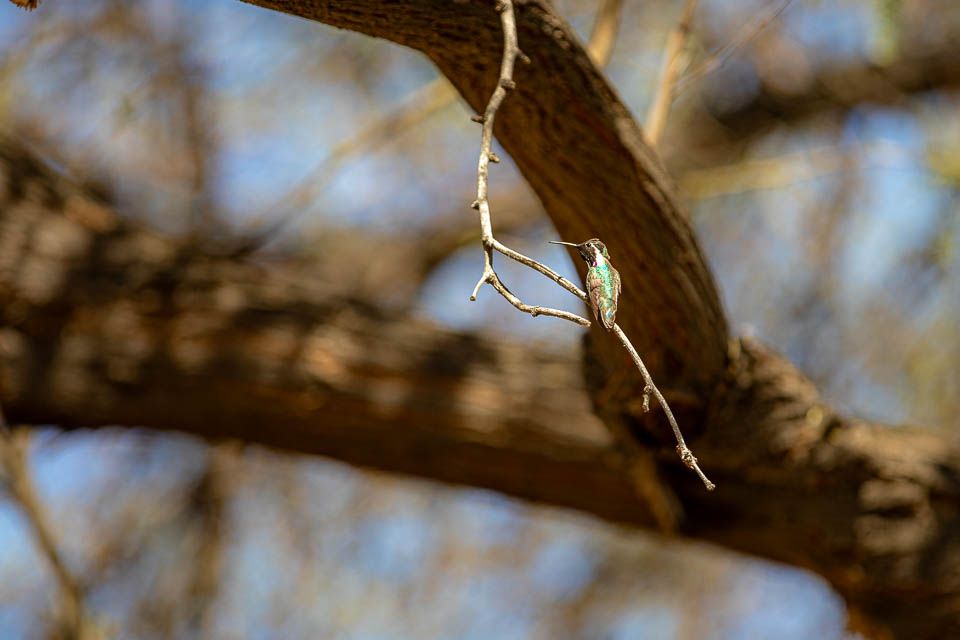 Phoenix, Desert Botanical Garden, Kolibri