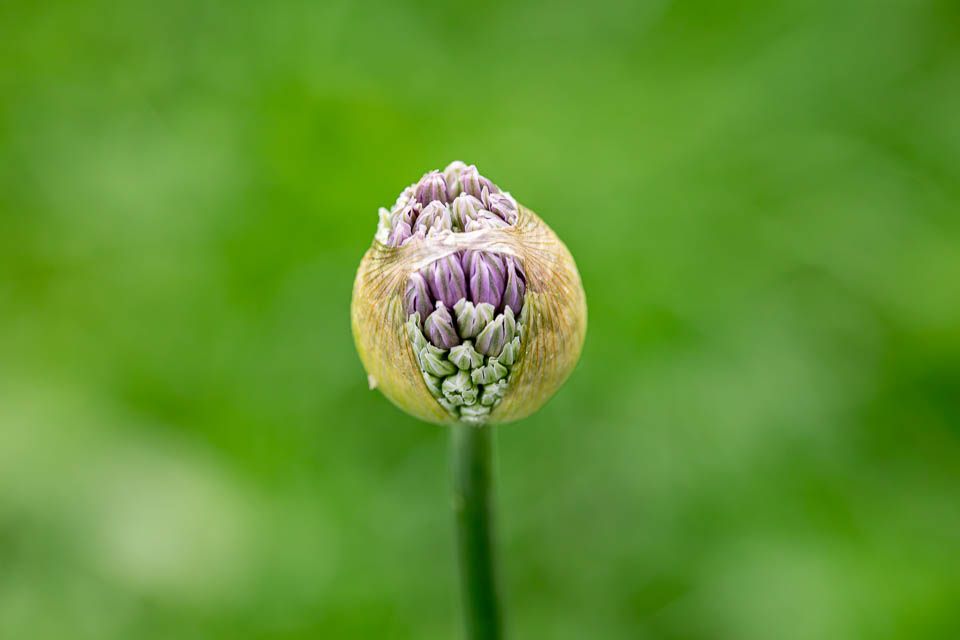 Knospe einer Zwiebelblüte