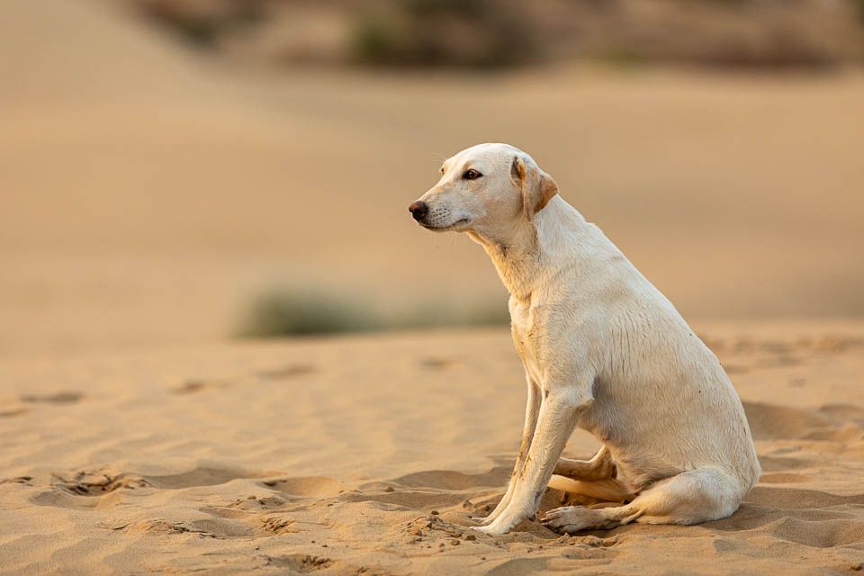 Hund in der Wüste Thar