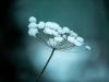 Trockenblume im Schnee
