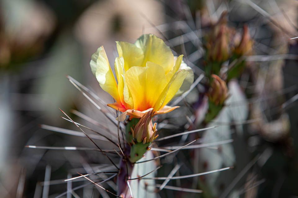 Phoenix, Desert Botanical Garden, Blüte