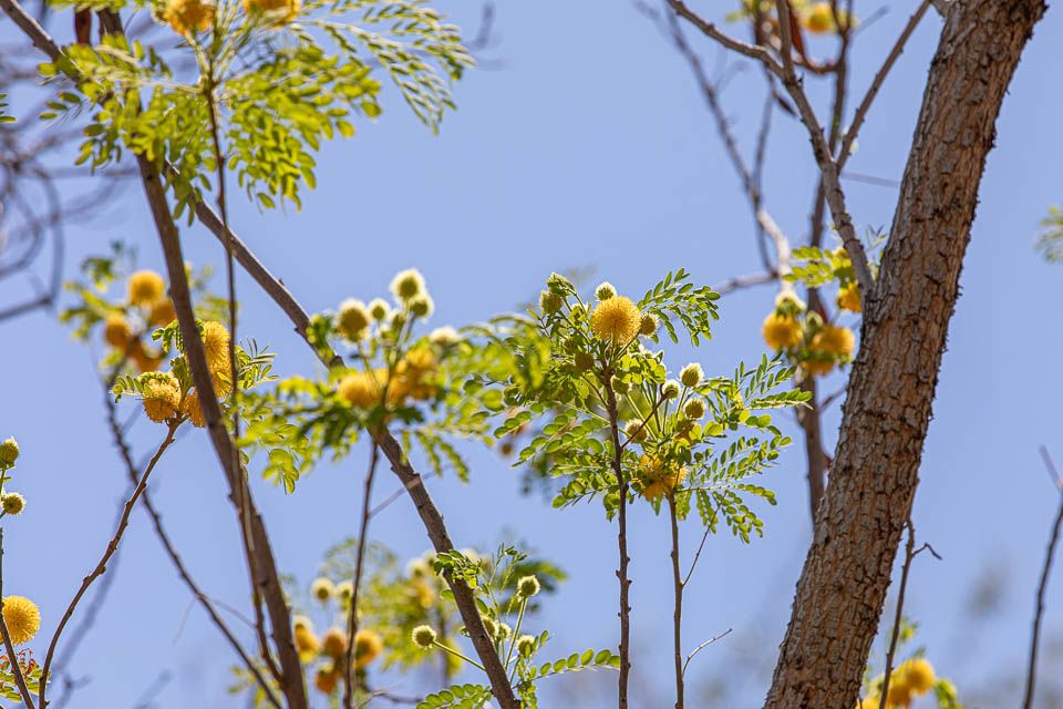 Phoenix, Desert Botanical Garden