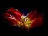 verblühte Tulpe