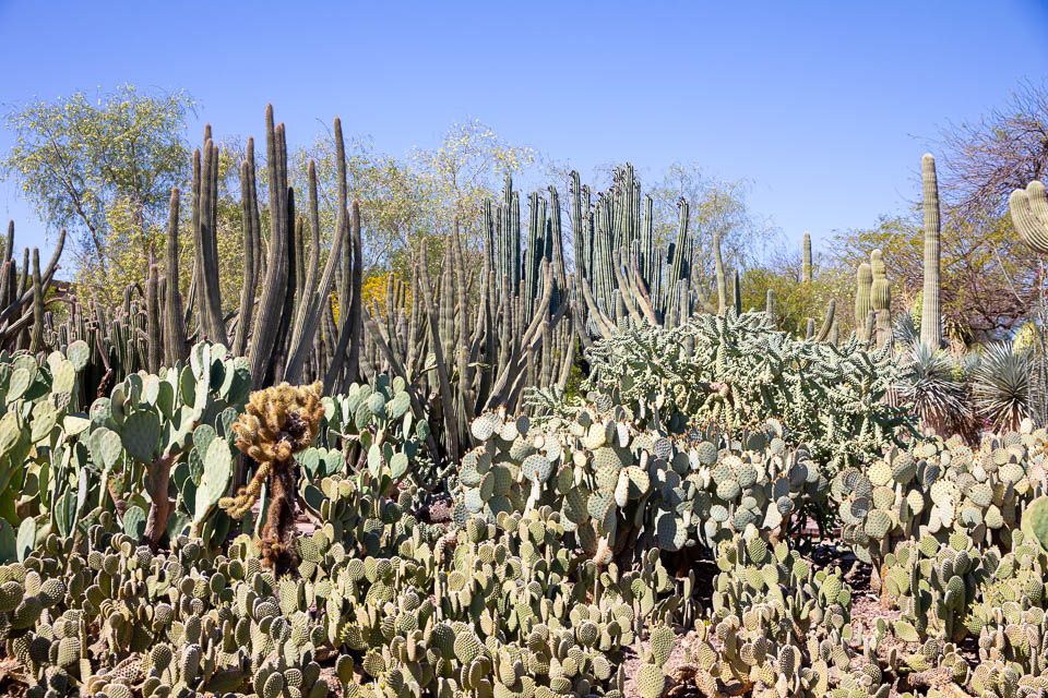 Phoenix, Desert Botanical Garden