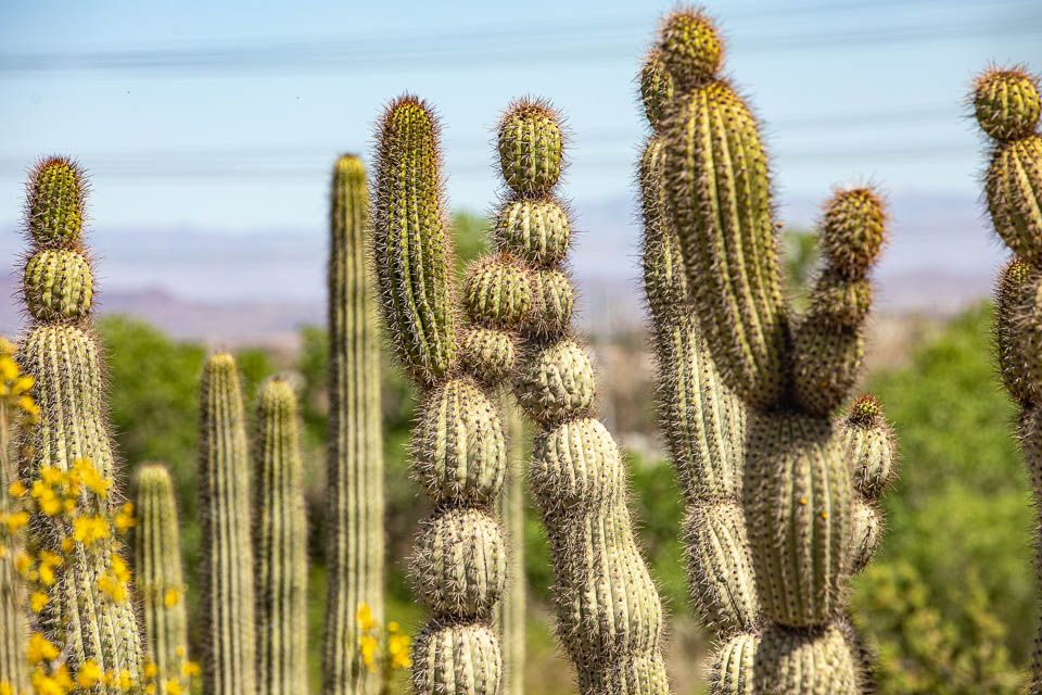 Phoenix, Desert Botanical Garden, Kakteen