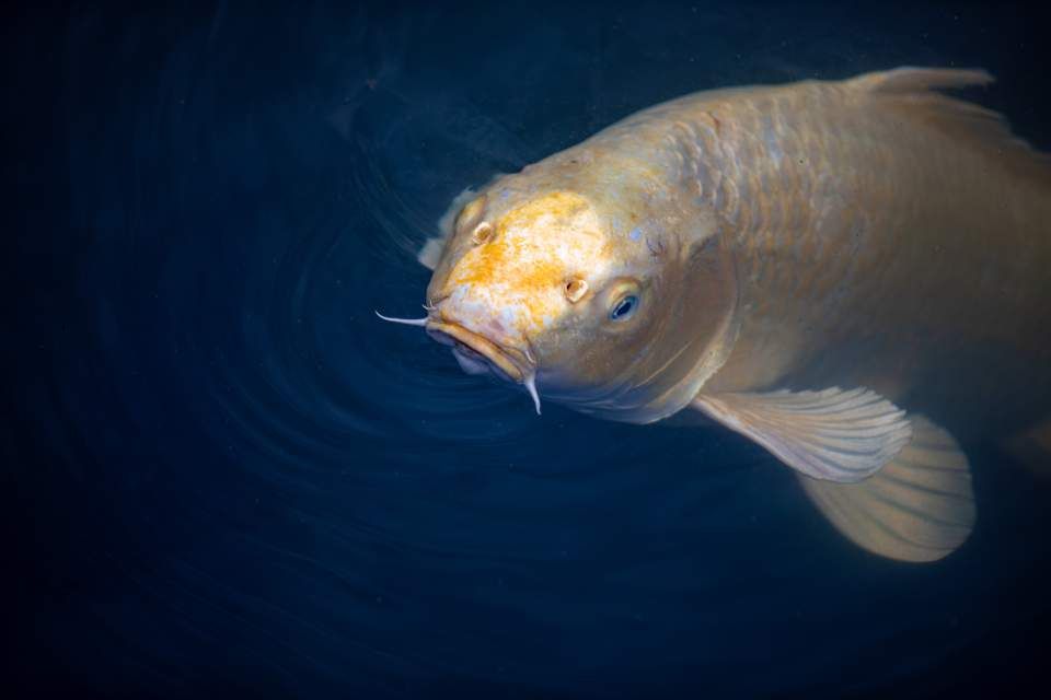 Goldfisch