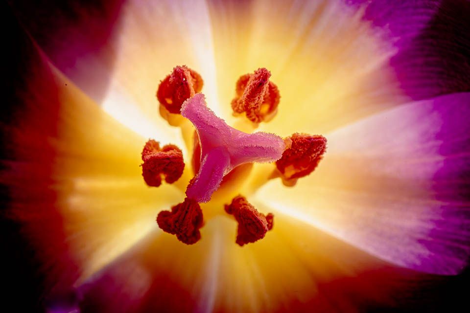 Tulpenstempel
