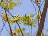 Phoenix, Desert Botanical Garden
