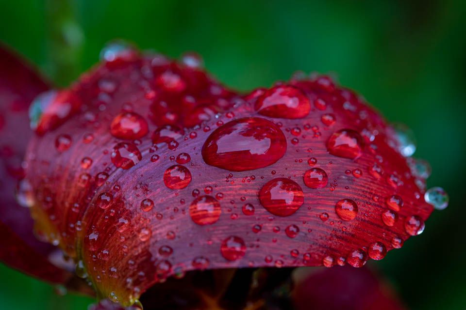 Tulpenblatt im Regen