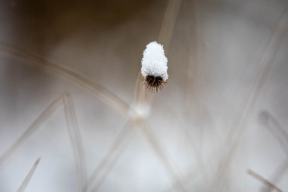 Karde mit Schneemütze