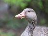 Gans mit Blatt im Schnabel
