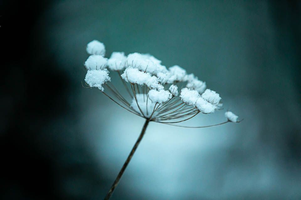 Trockenblume im Schnee