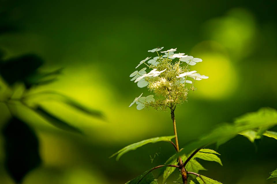 Hortensienblüte