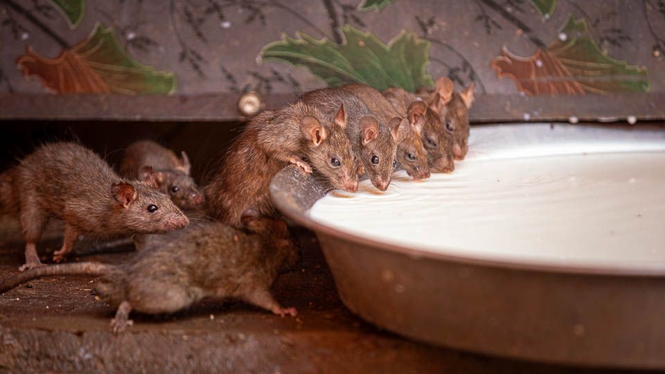 Ratten im Karni Mata Rattentempel