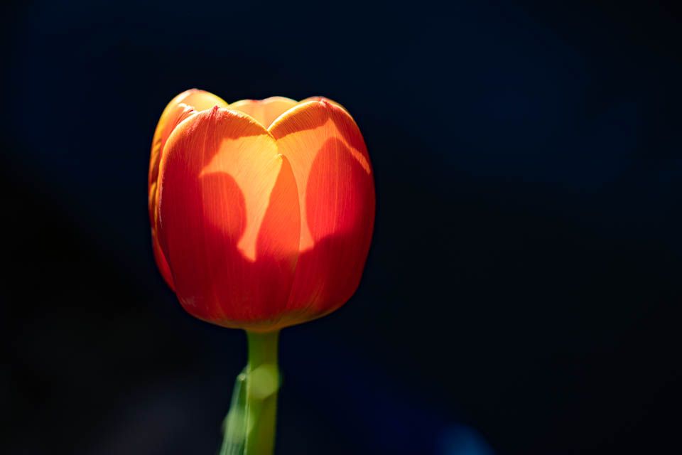 Tulpe mit Lichtspiel