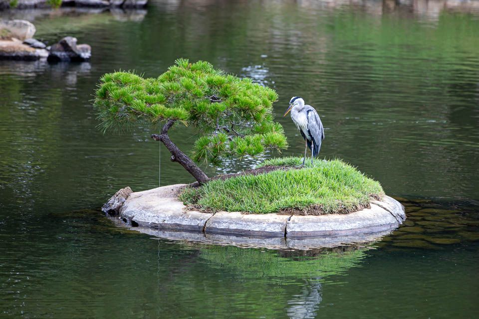 Reiher