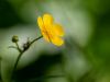 Butterblume