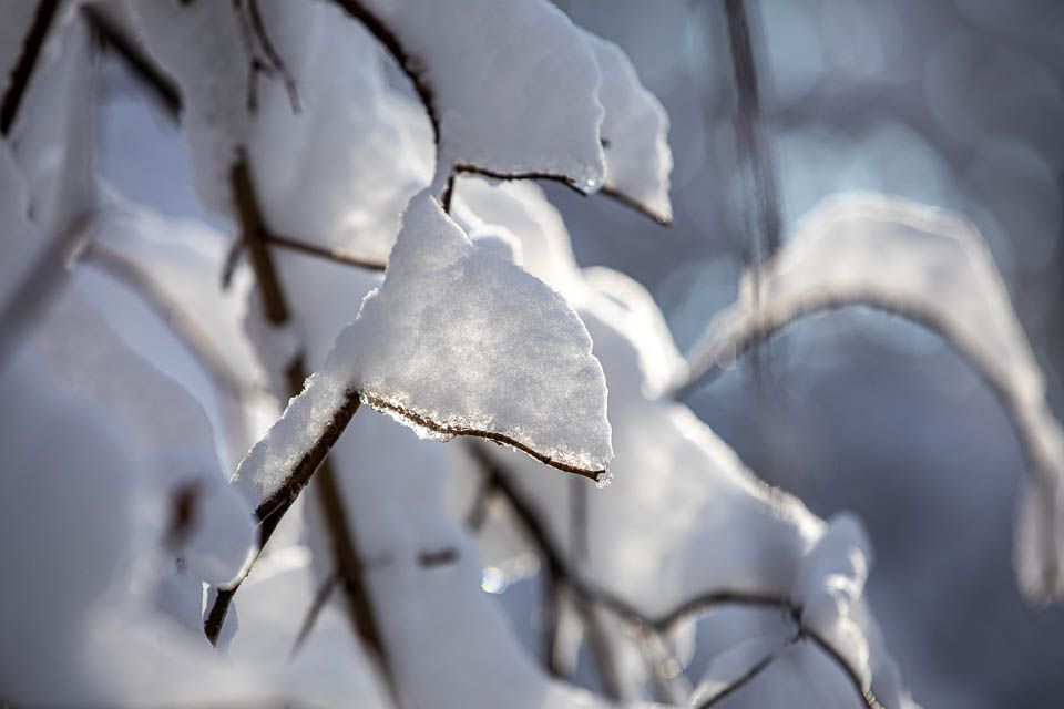 Schnee auf Ästen