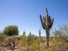 Phoenix, Desert Botanical Garden