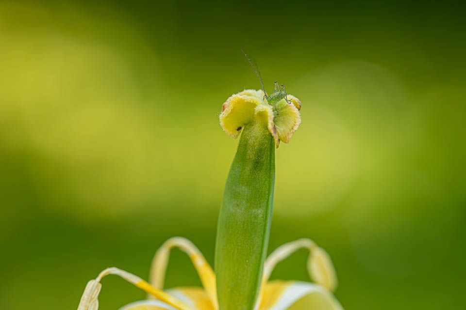 Insekt auf einem Tulpenstempel