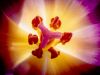 Tulpenstempel
