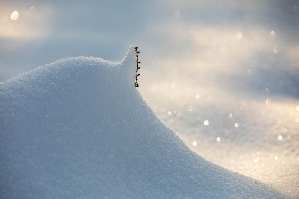 Kleiner Halm im dicken Schnee