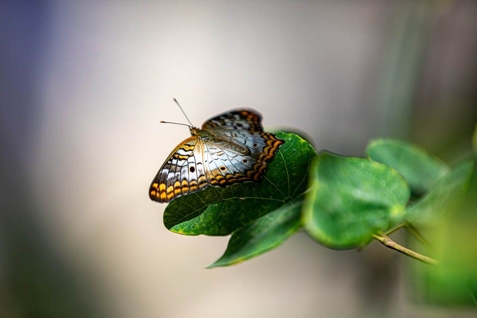 Phoenix, Desert Botanical Garden, Schmetterling