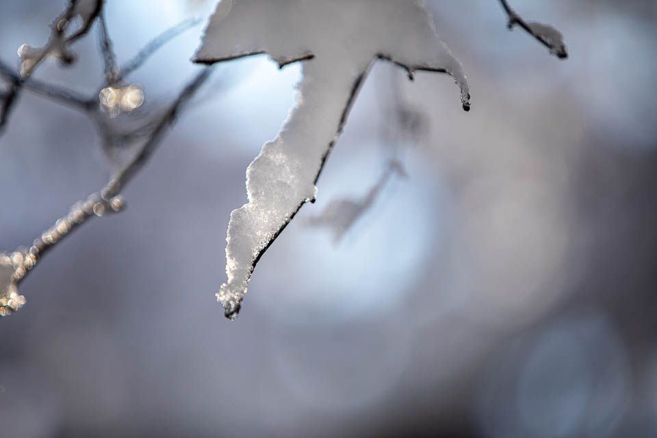 Schnee auf einem Ast