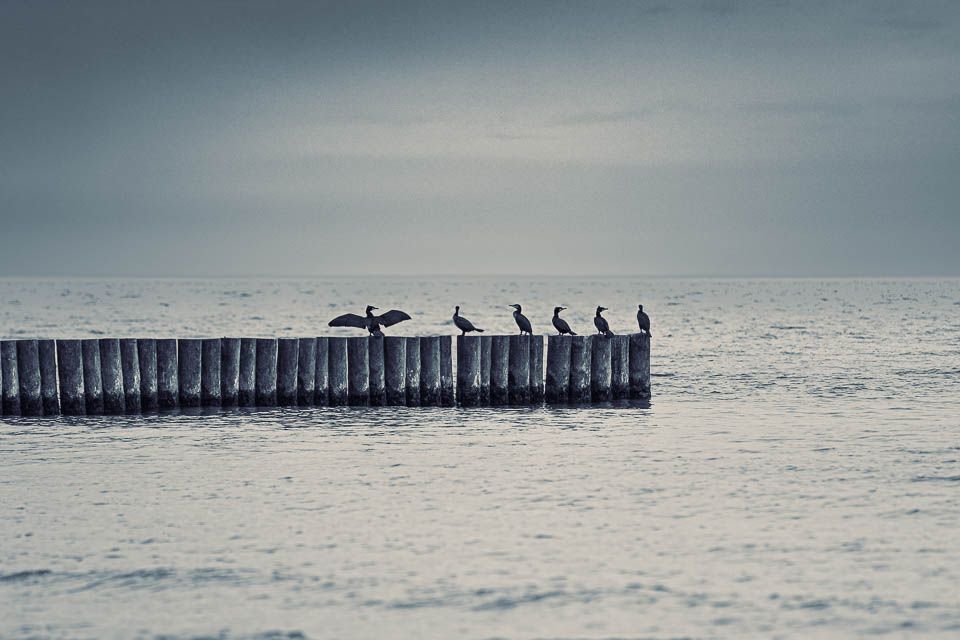 Vögel am Meer