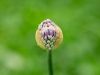 Knospe einer Zwiebelblüte