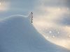 Kleiner Halm im dicken Schnee