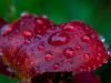 Tulpenblatt im Regen