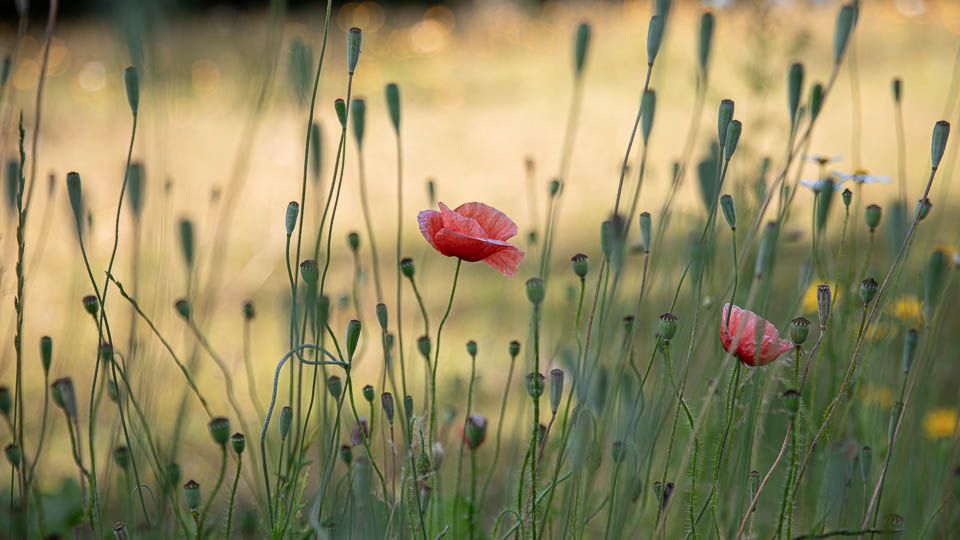 Mohnblumen