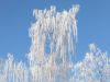Baum mit Schnee