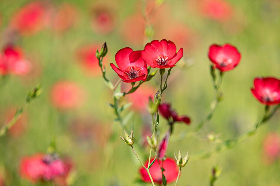 Phoenix, Desert Botanical Garden, Blüten