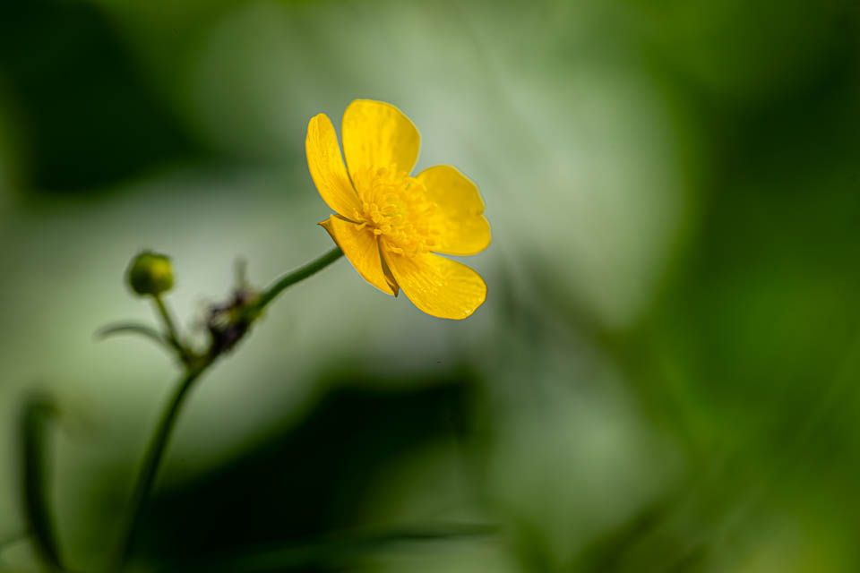 Butterblume