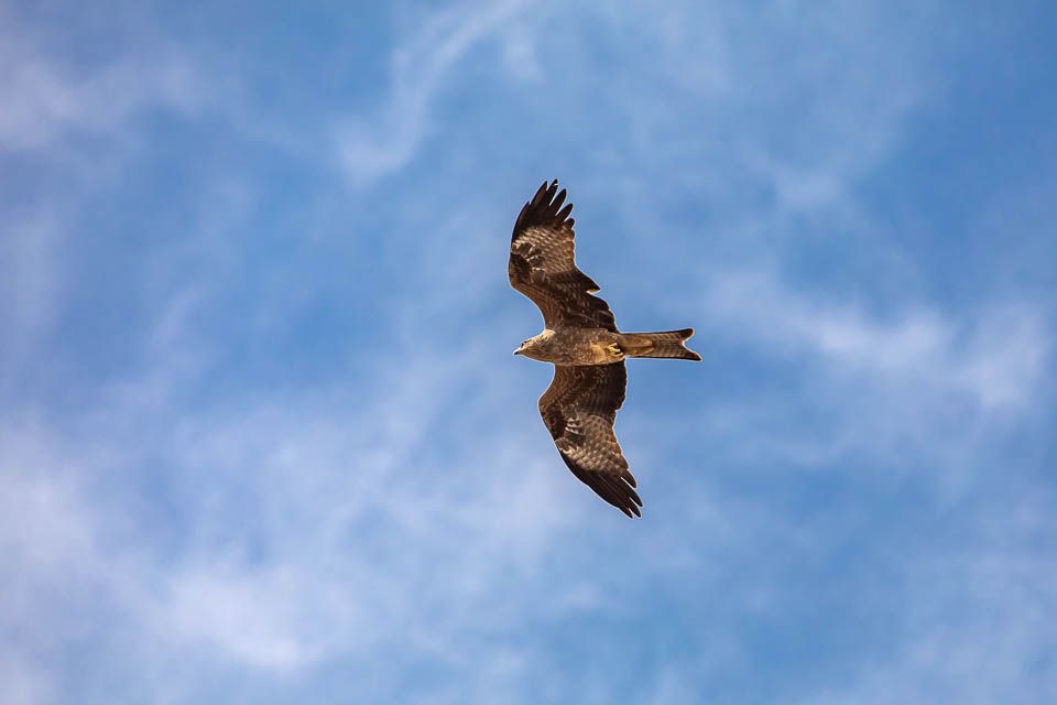 Greifvogel