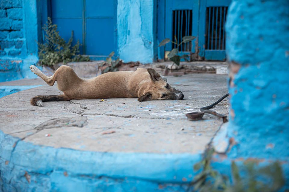 Hund in Jodhpur