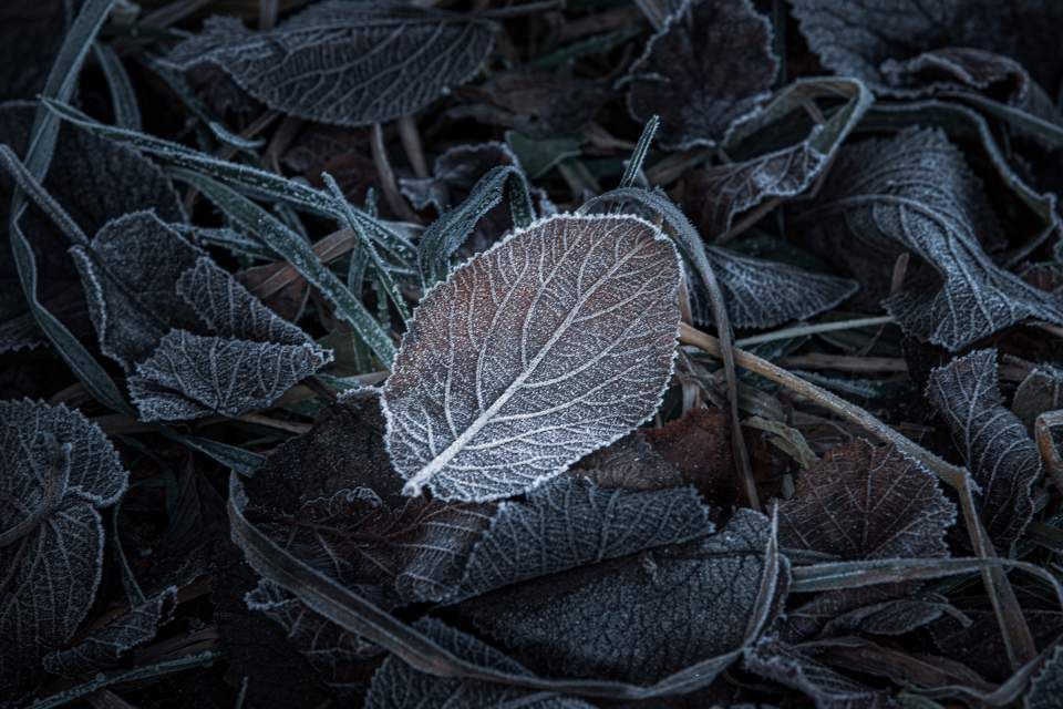 Blatt Winter