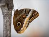 Schmetterling