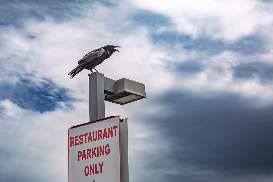 Krähe auf dem Parkplatz