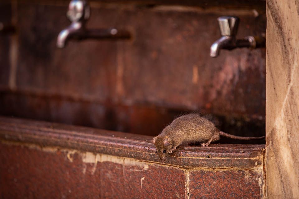 Ratte im Karni Mata Rattentempel
