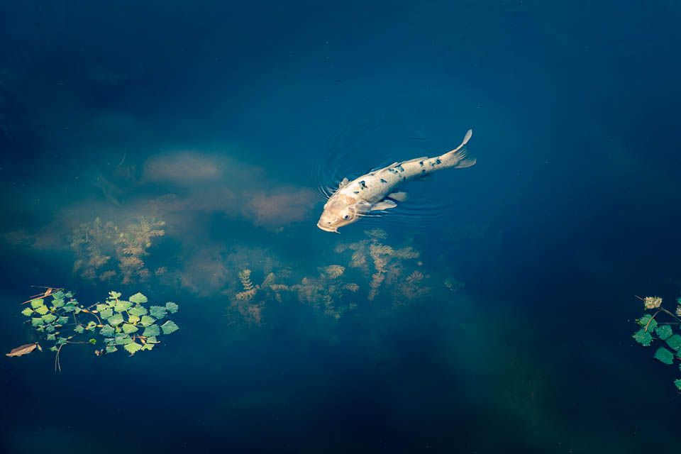Koi
