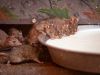 Ratten im Karni Mata Rattentempel