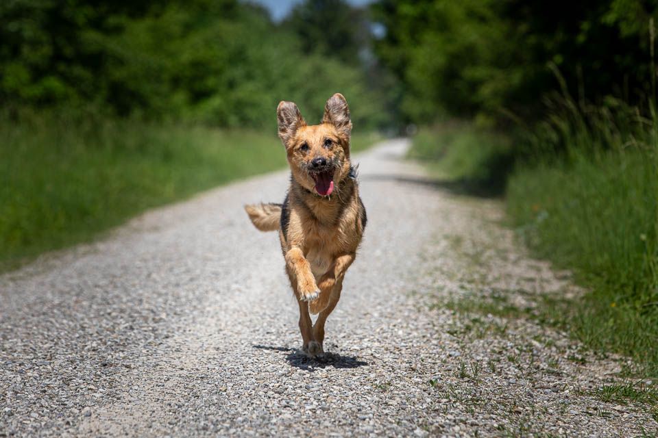 Rennender Hund