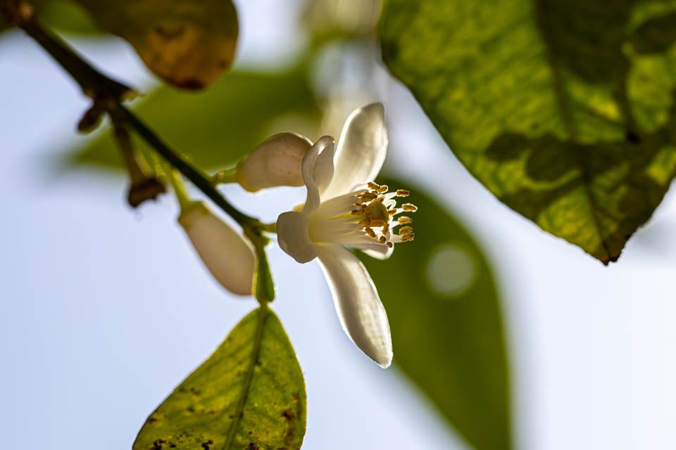 Orangenblüte