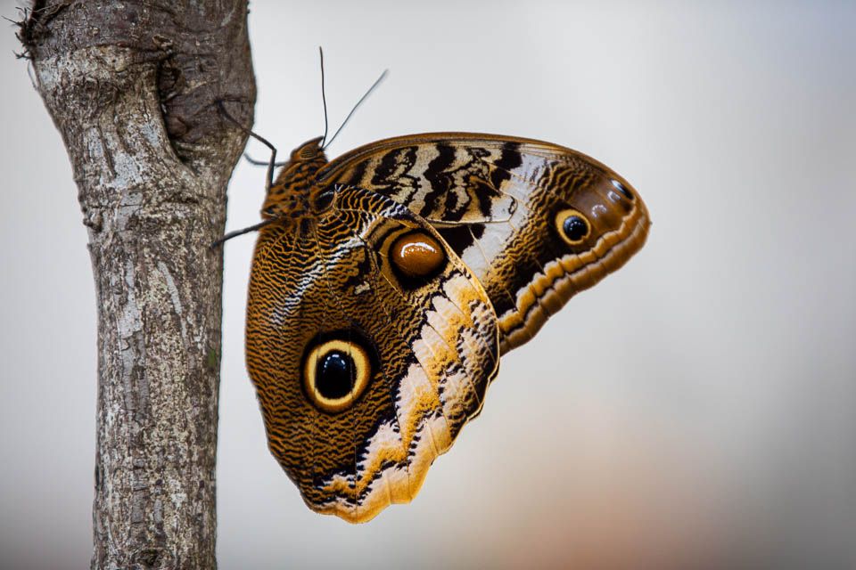 Schmetterling